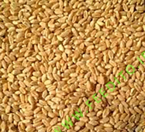 گندم بوجاری شده