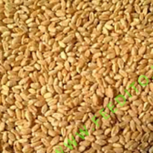 گندم بوجاری شده